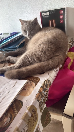 Kater und Katze suchen ein neues Zuhause Bild 2