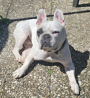 Französische Bulldogge 
