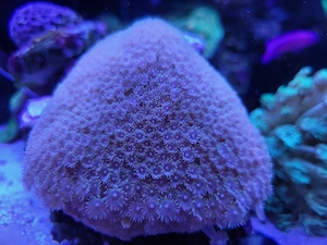 Goniopora rainbow laffy taffy, LPS, Korallen Bild 2