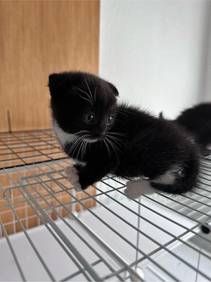 Kitten BKH mix 