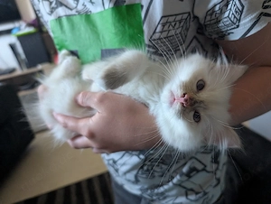 süße Kitten abzugeben ekh Heilige Birma 