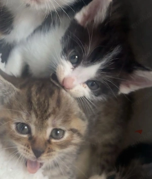Baby katzen 