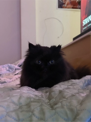 Perserkatze