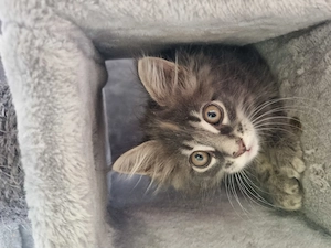 XXL Maine Coon Kitten Reinrassig