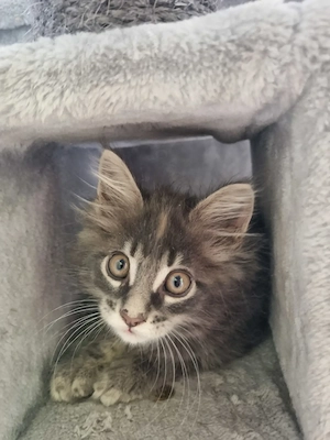 XXL Maine Coon Kitten Reinrassig