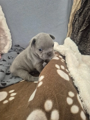 Sehr hübsche Französische Bulldoggen Welpen in Sonderfarben  Bild 2