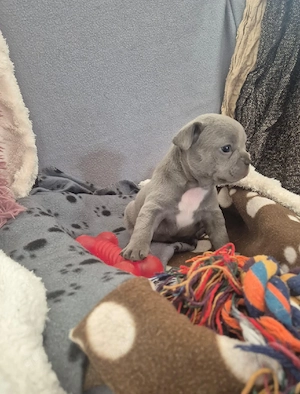 Sehr hübsche Französische Bulldoggen Welpen in Sonderfarben  Bild 3