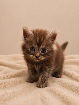 Reinrassige XL Maine coon Kitten 