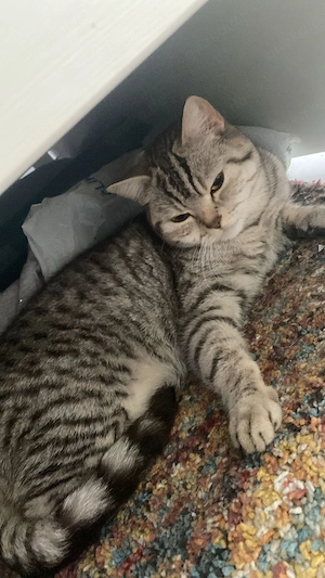 Katze zu vermitteln an eine liebe Person oder Familie :-)