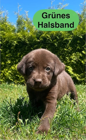 3 schokobraune Labradorwelpen  suchen noch ein liebevolles zu Hause Bild 10