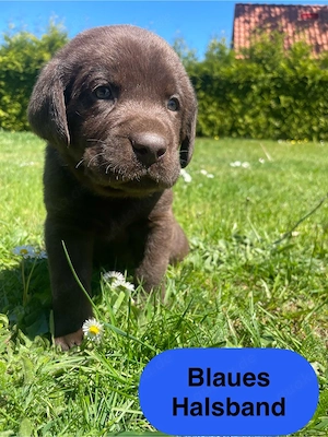3 schokobraune Labradorwelpen  suchen noch ein liebevolles zu Hause Bild 6