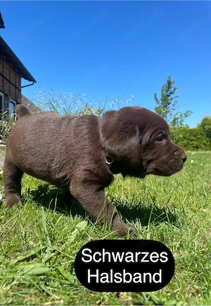 3 schokobraune Labradorwelpen  suchen noch ein liebevolles zu Hause Bild 8