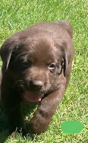 3 schokobraune Labradorwelpen  suchen noch ein liebevolles zu Hause Bild 5