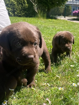 3 schokobraune Labradorwelpen  suchen noch ein liebevolles zu Hause Bild 7