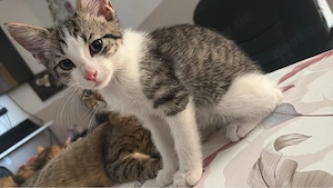 kater  sucht ein zuhause 