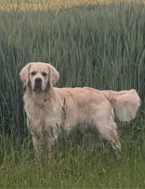 Golden Retriever Deckrüde 