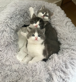 Drei BHK Kitten suchen ein Zuhause