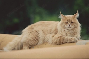 Suche Maine Coon evtl.Mischling