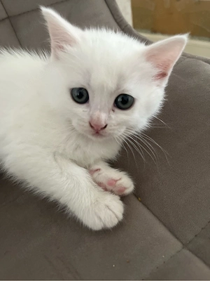 weibliche hauskatze  Bild 2