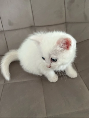 weibliche hauskatze 