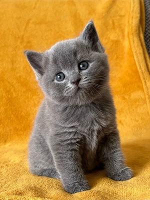 BKH Kitten