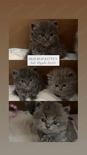 BKH BLH kitten reinrassige 