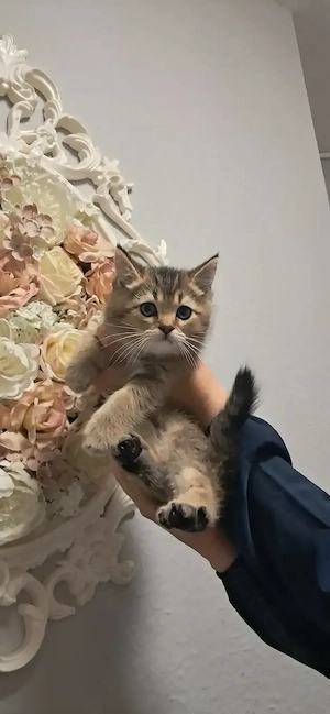 Britisch Kurzhaar Kitten in Schwarz Gold Katze Bild 3