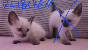 Wunderschöne Siam Kitten in Seal Point suchen ein liebevolles Zuhause