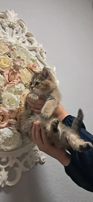 Britisch Kurzhaar Kitten in Schwarz Gold Katze Bild 2