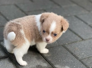 Reinrassiger Chihuahua-Welpe abgabebereit 