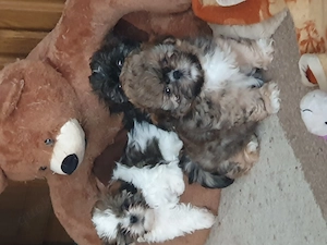 Zwei süße Shih Tzu Welpen suchen noch
