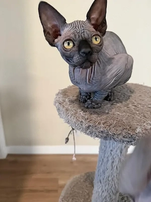    Entzückendes Sphynx-Kitten sucht ein neues Zuhause   