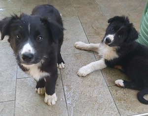 2 Border Collie Mix Welpen Rüden ausreisebereit Mitte Juni 