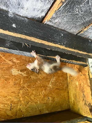 eichhörnchen zu verkaufen