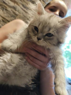 Bkh BlH Kater in silber tabby 