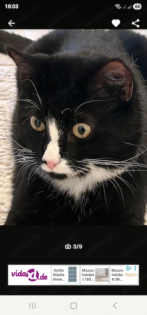 Blacky sucht ein neues liebevolles Zuhause 