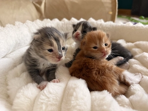Reinrassige Main Coon Kitten in tollen Farben 