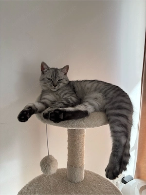 BKH kater 