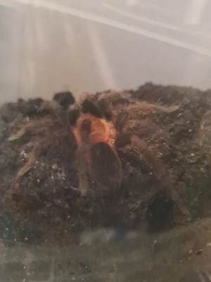 Theraphosinae sp.Roatan 