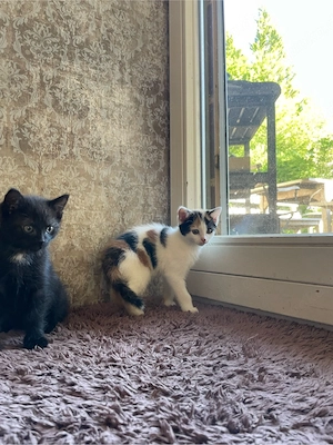 Katzenbabys Russisch Blau Mix