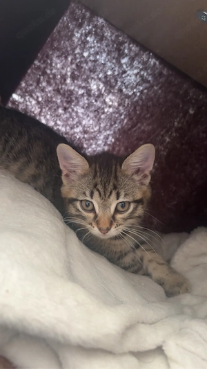 katzenbaby