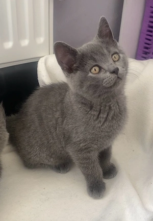 reinrassige BKH Kitten in blue ( blau   grau )