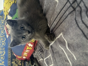 BKH Kitten Blue   12 Wochen   Kater & Katze   tierärztlich untersucht   abgabebereit
