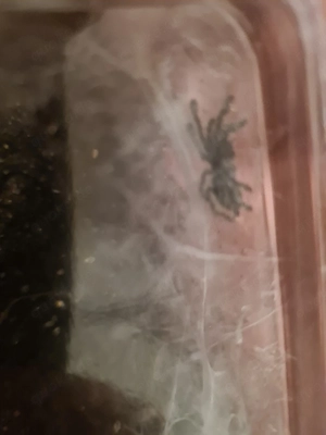 Avicularia purpurea