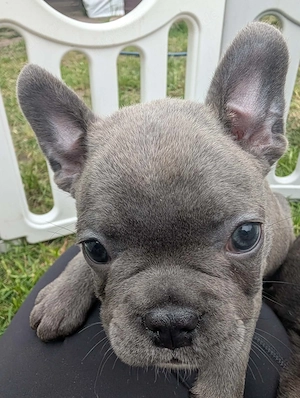 Diese kleine Maus sucht noch einen Zuhause für immer  Bild 2