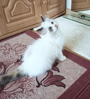 Kitten Reinrassig Ragdoll mit Stammbaum.