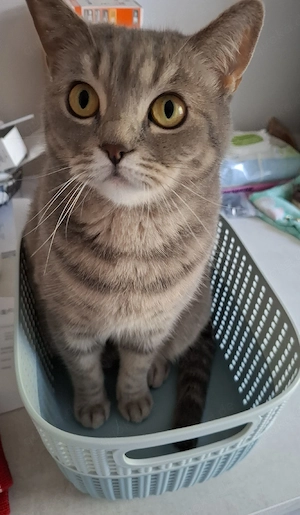 suche einen Deckkater für BKH Silver tabby 