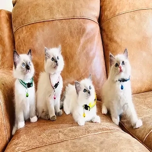 2 weibliche   2 männliche Ragdoll-Kätzchen zu verkaufen Bild 4