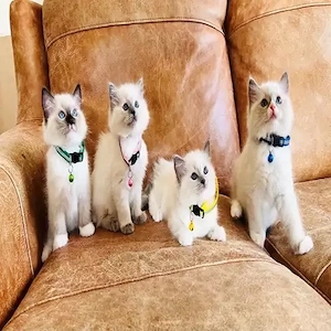 2 weibliche   2 männliche Ragdoll-Kätzchen zu verkaufen Bild 3