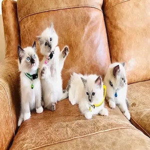 2 weibliche   2 männliche Ragdoll-Kätzchen zu verkaufen Bild 5